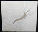 Fossil Shrimp (Aeger) - Solnhofen Limestone #31383-1